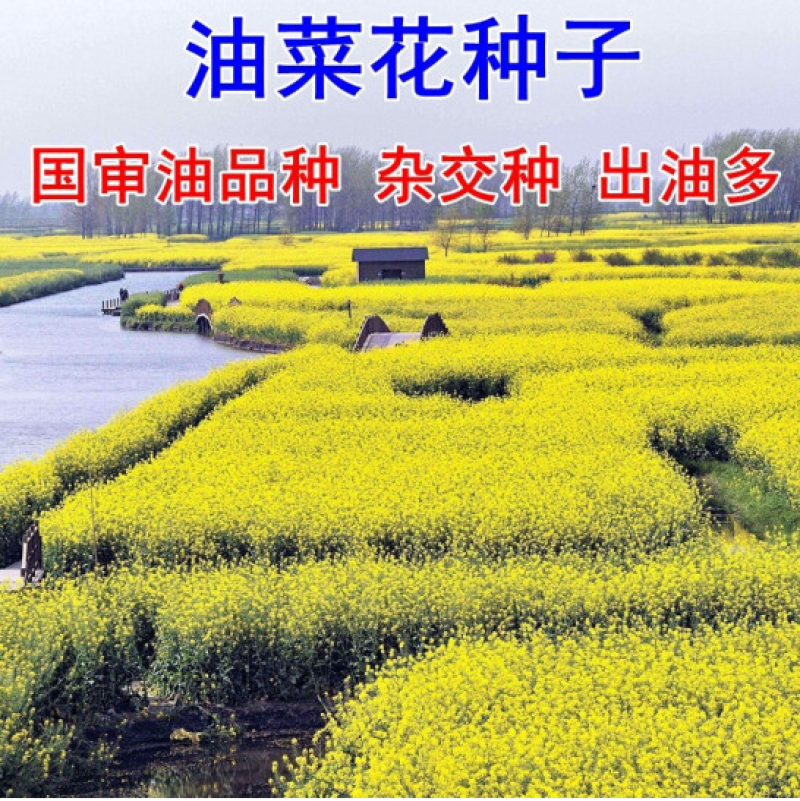 油菜籽种子四季易种早熟98天高产夏季油菜籽冬油菜籽