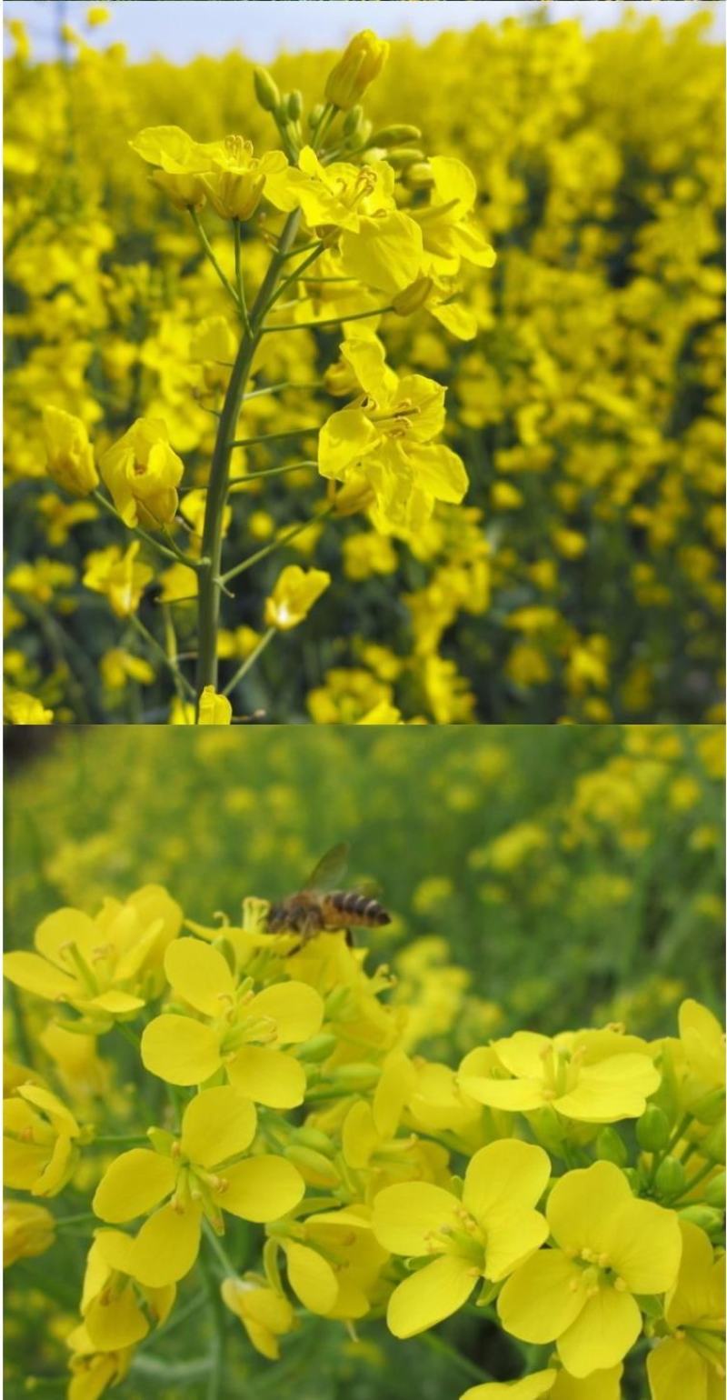 油菜籽种子四季易种早熟98天高产夏季油菜籽冬油菜籽