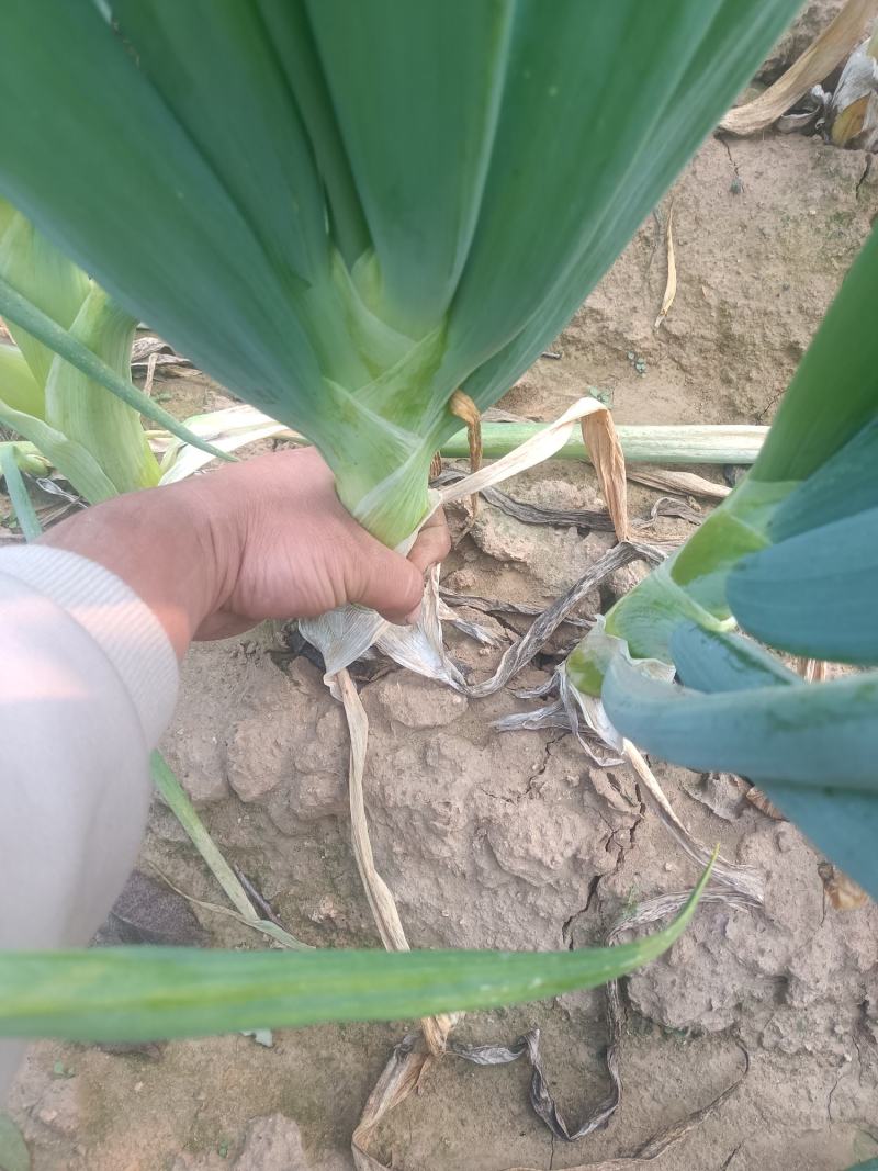百亩鸡腿大葱大量上市……低价出售……是不是低价你先找我问
