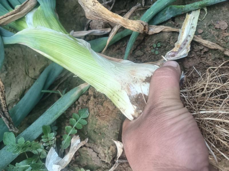 百亩鸡腿大葱大量上市……低价出售……是不是低价你先找我问