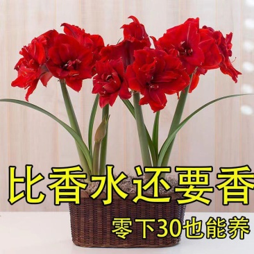 朱顶红种球进口朱顶红种球混色荷兰球根花卉南美朱顶红