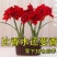 朱顶红种球进口朱顶红种球混色荷兰球根花卉南美朱顶红