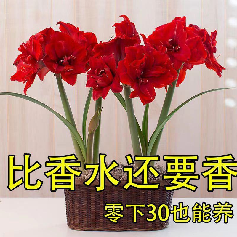 朱顶红种球进口朱顶红种球混色荷兰球根花卉南美朱顶红