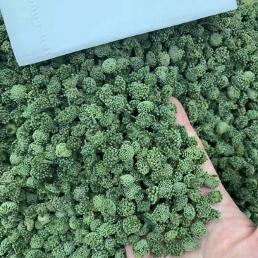 三七花