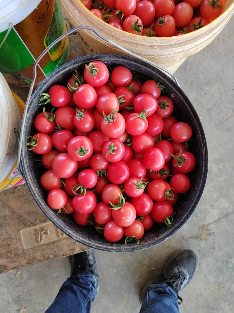 贝贝小番茄露天大棚种植