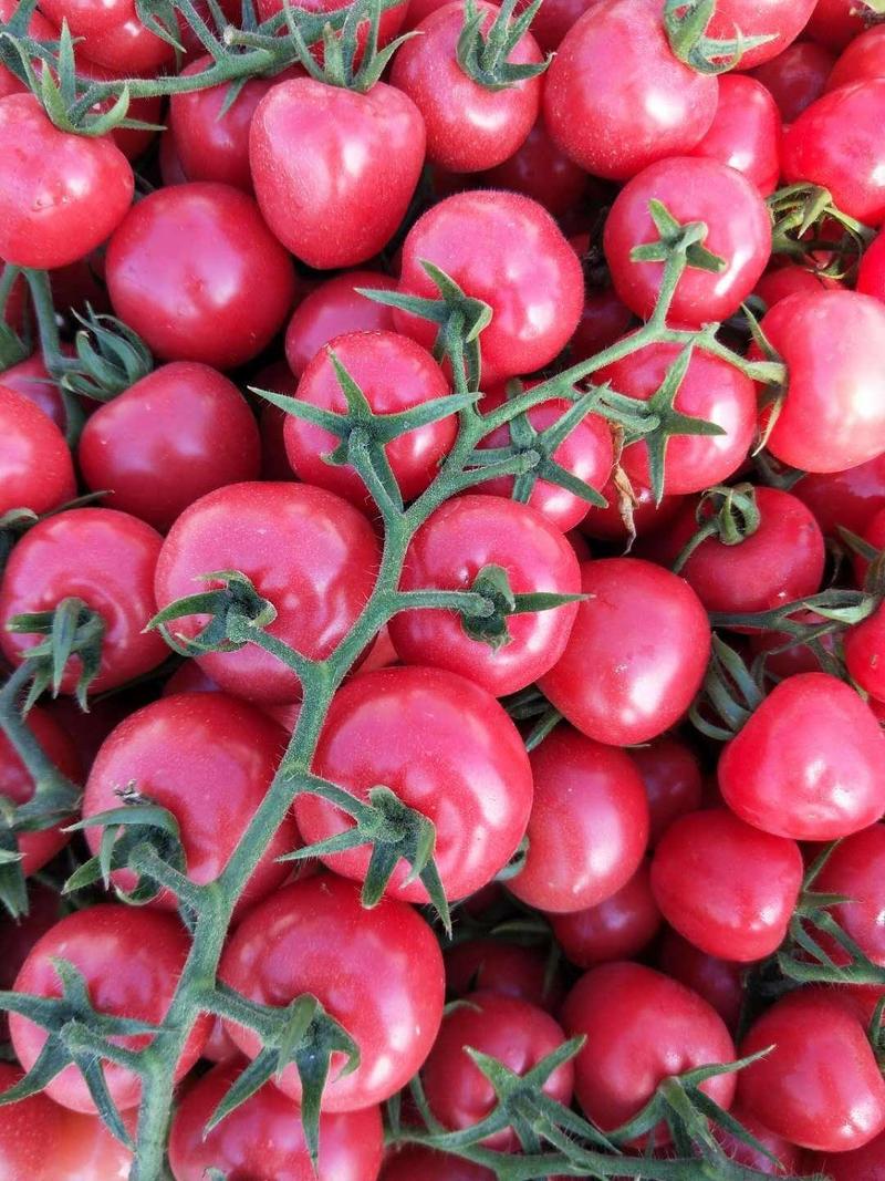 贝贝小番茄露天大棚种植
