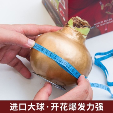 荷兰进口重瓣朱顶红种球四季开花大花浓香好养活室内盆栽花卉
