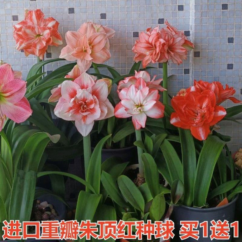 荷兰进口重瓣朱顶红种球四季开花大花浓香好养活室内盆栽花卉