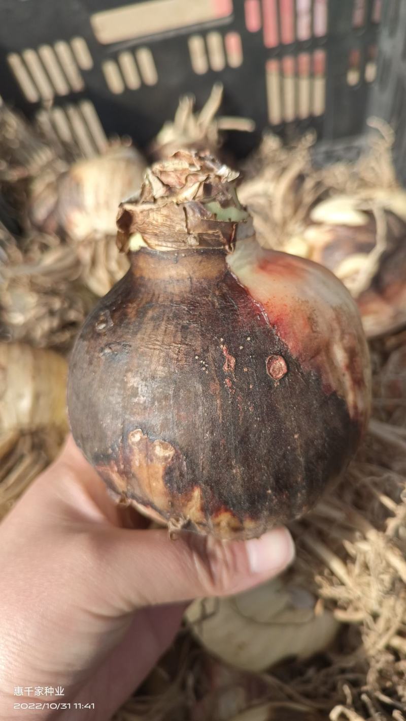 荷兰进口重瓣朱顶红种球四季开花大花浓香好养活室内盆栽花卉
