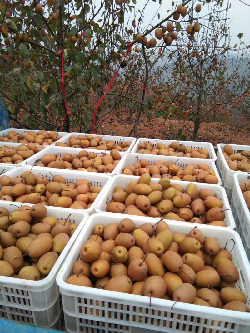 洛宁自家金珠果沙梨量大从优需自提