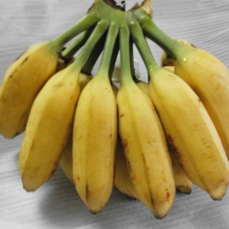 牛蕉牛角蕉大芭蕉土芭蕉酸奶蕉香蕉应季水果整箱