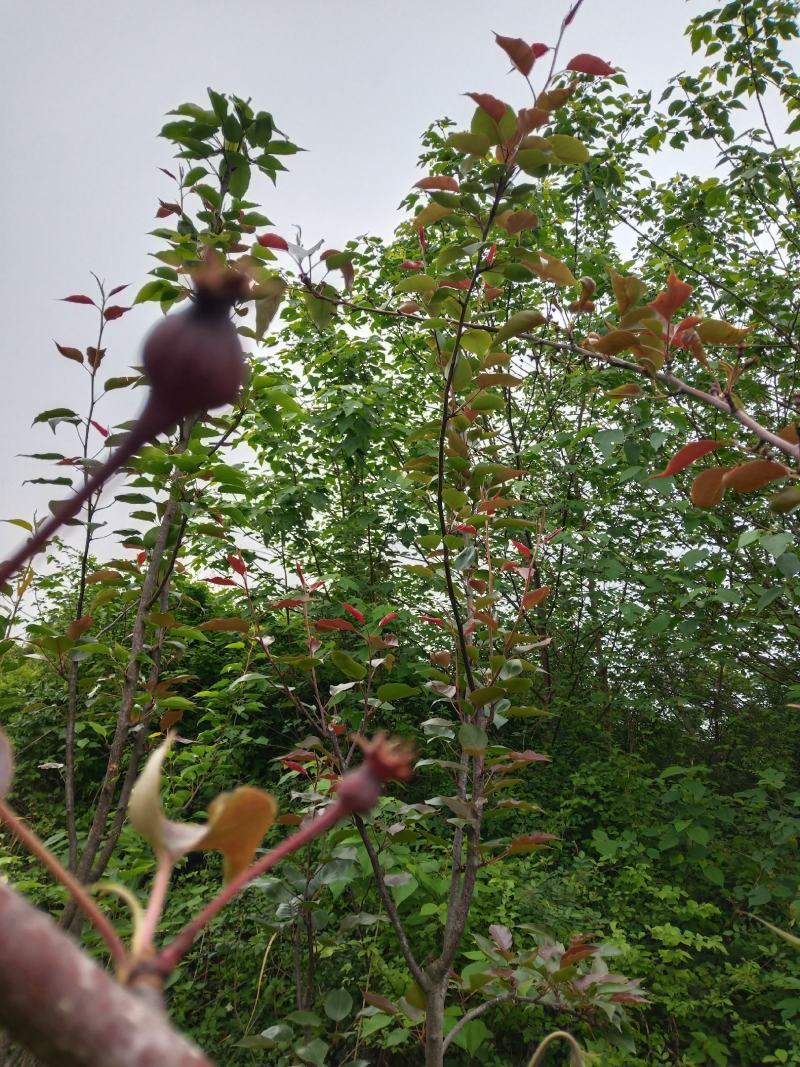 湖北省襄阳市早酥红梨5-8厘米粗便宜卖