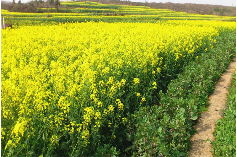 油菜籽种子四季易种早熟98天高产夏季油菜籽冬油菜籽