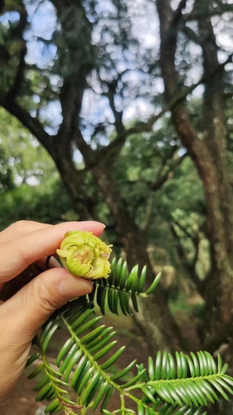 香榧