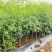 大青枣树苗枣树苗台湾大青枣苗牛奶枣树苗苹果枣苗南方北方种