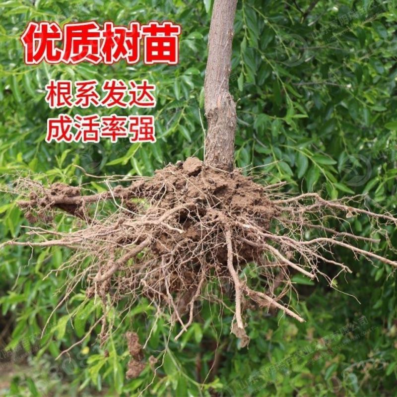 大青枣树苗枣树苗台湾大青枣苗牛奶枣树苗苹果枣苗南方北方种