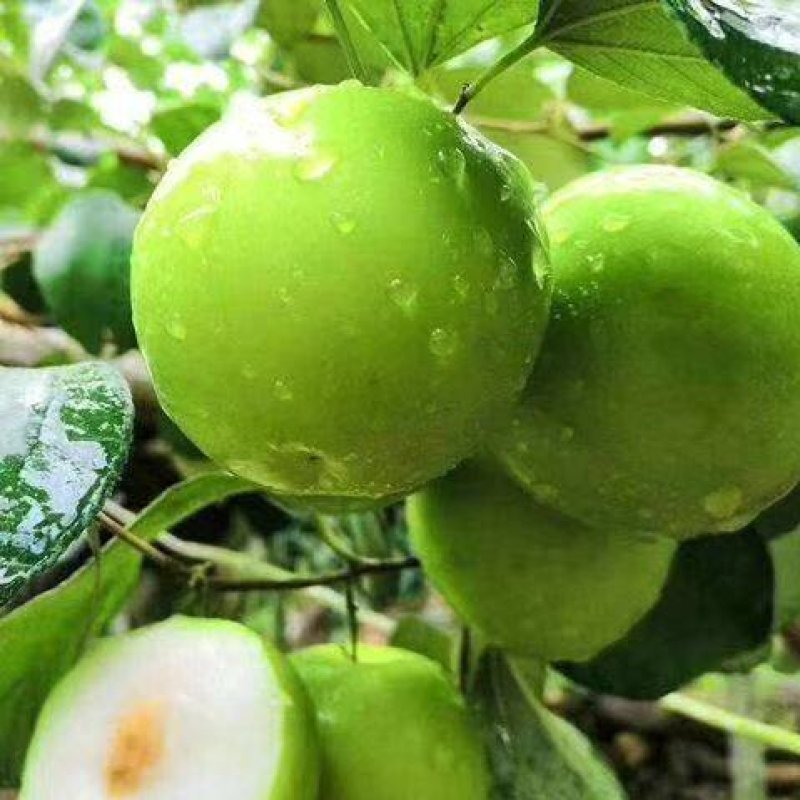 大青枣树苗枣树苗台湾大青枣苗牛奶枣树苗苹果枣苗南方北方种