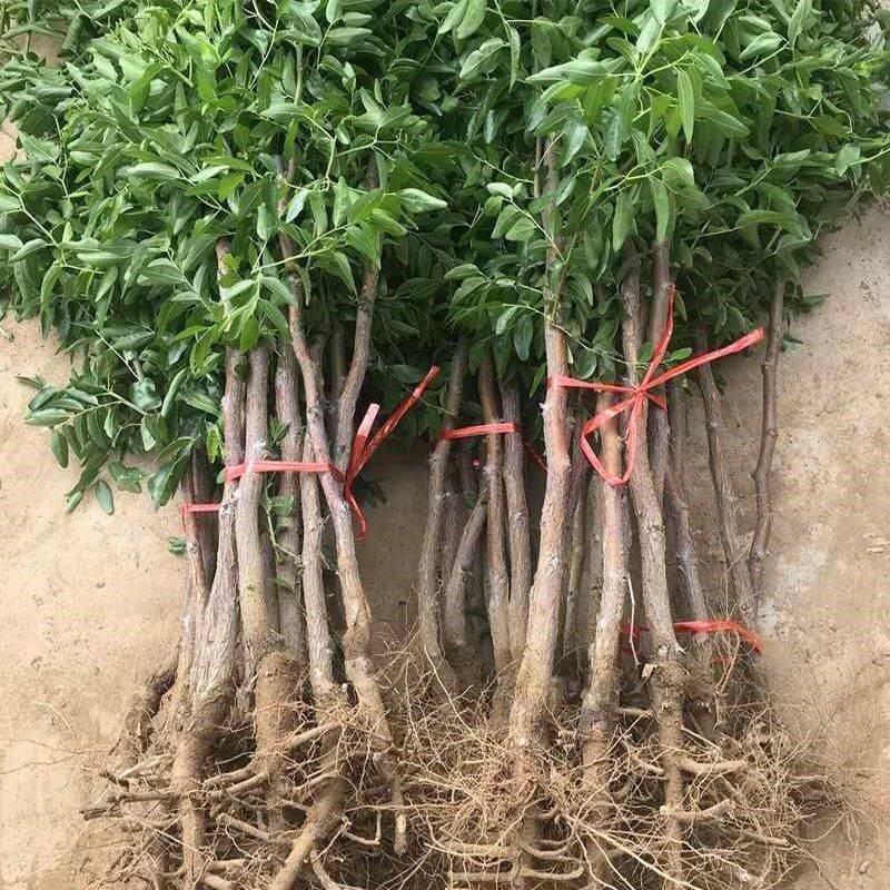 大青枣树苗枣树苗台湾大青枣苗牛奶枣树苗苹果枣苗南方北方种