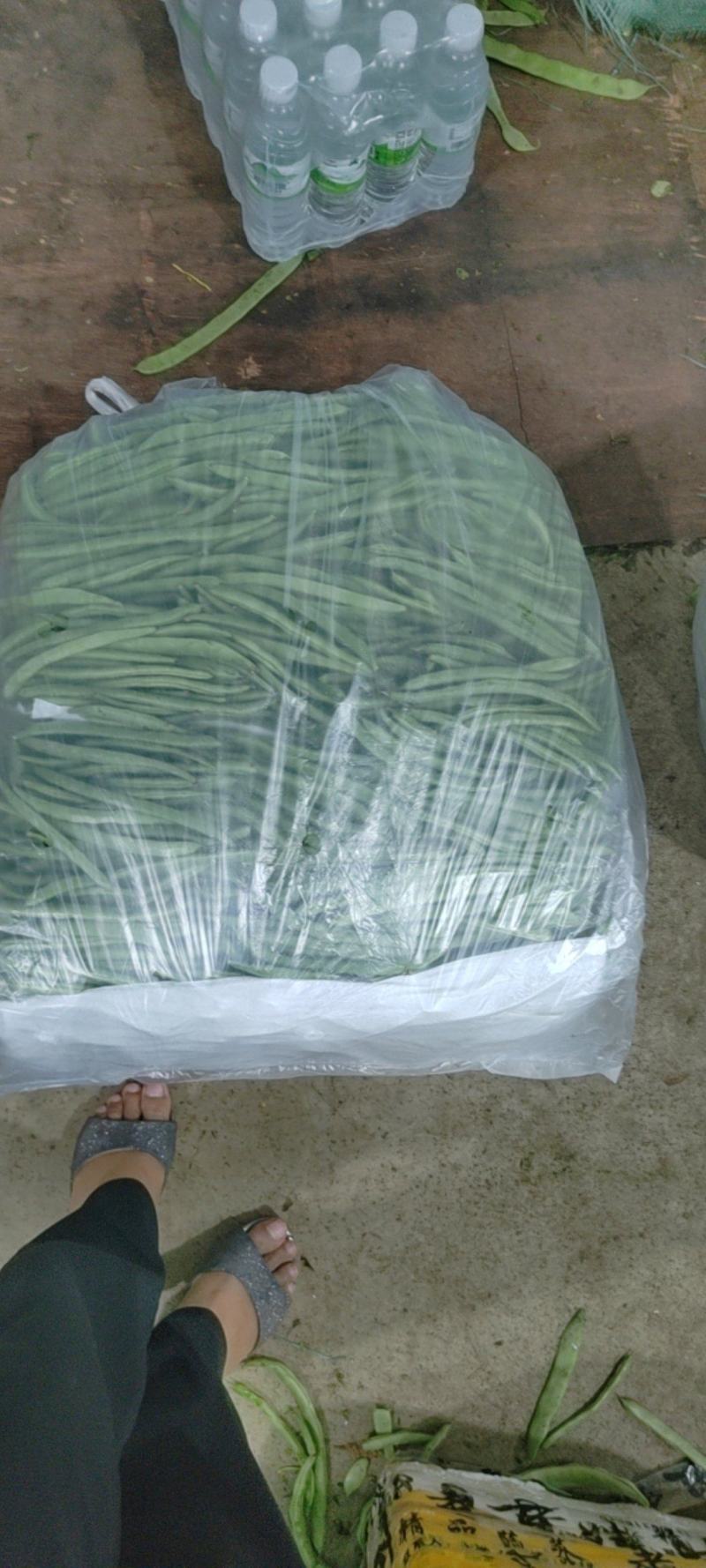 偏豆无筋豆白豆紫豆