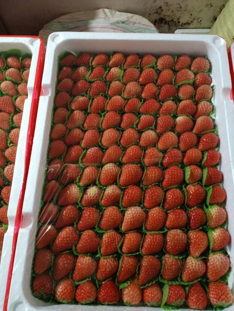 【复购高】长丰红颜草莓，整盒批发，货源充足，质量好，欢迎采购