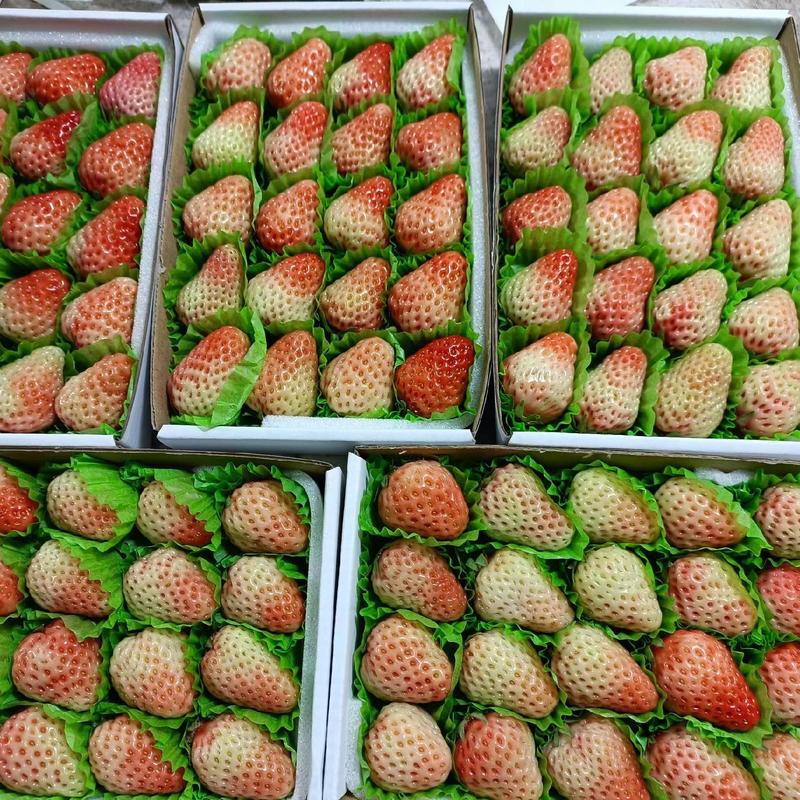 【复购高】长丰红颜草莓，整盒批发，货源充足，质量好，欢迎采购