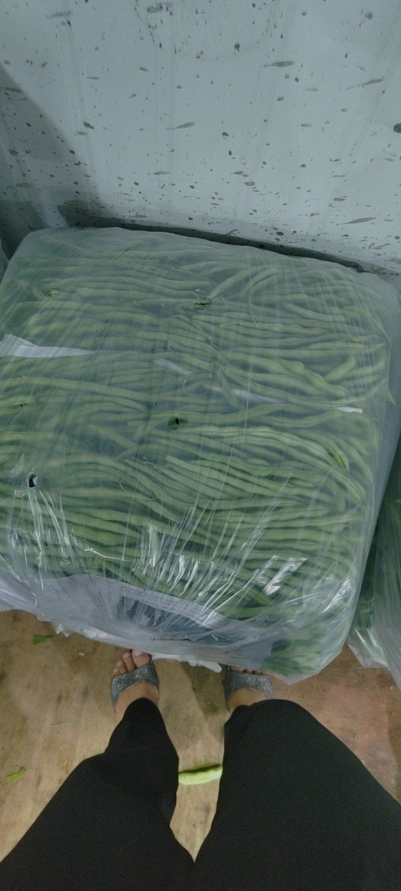 偏豆无筋豆白豆紫豆