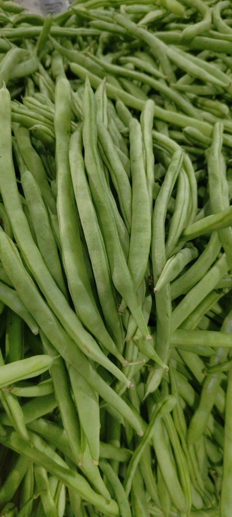 偏豆无筋豆白豆紫豆
