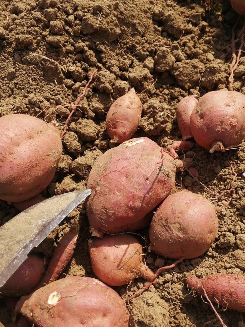 紫罗兰红薯，济26红薯，有加工厂货。