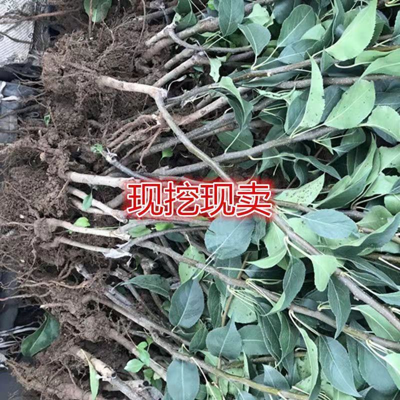 嫁接太婆梨树苗当年结果梨树苗南北种植太婆梨苗嫁接成苗