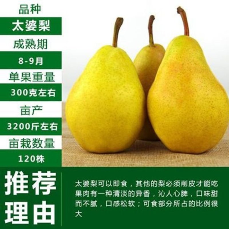 嫁接太婆梨树苗当年结果梨树苗南北种植太婆梨苗嫁接成苗