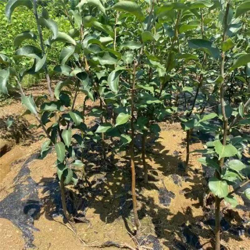 嫁接太婆梨树苗当年结果梨树苗南北种植太婆梨苗嫁接成苗