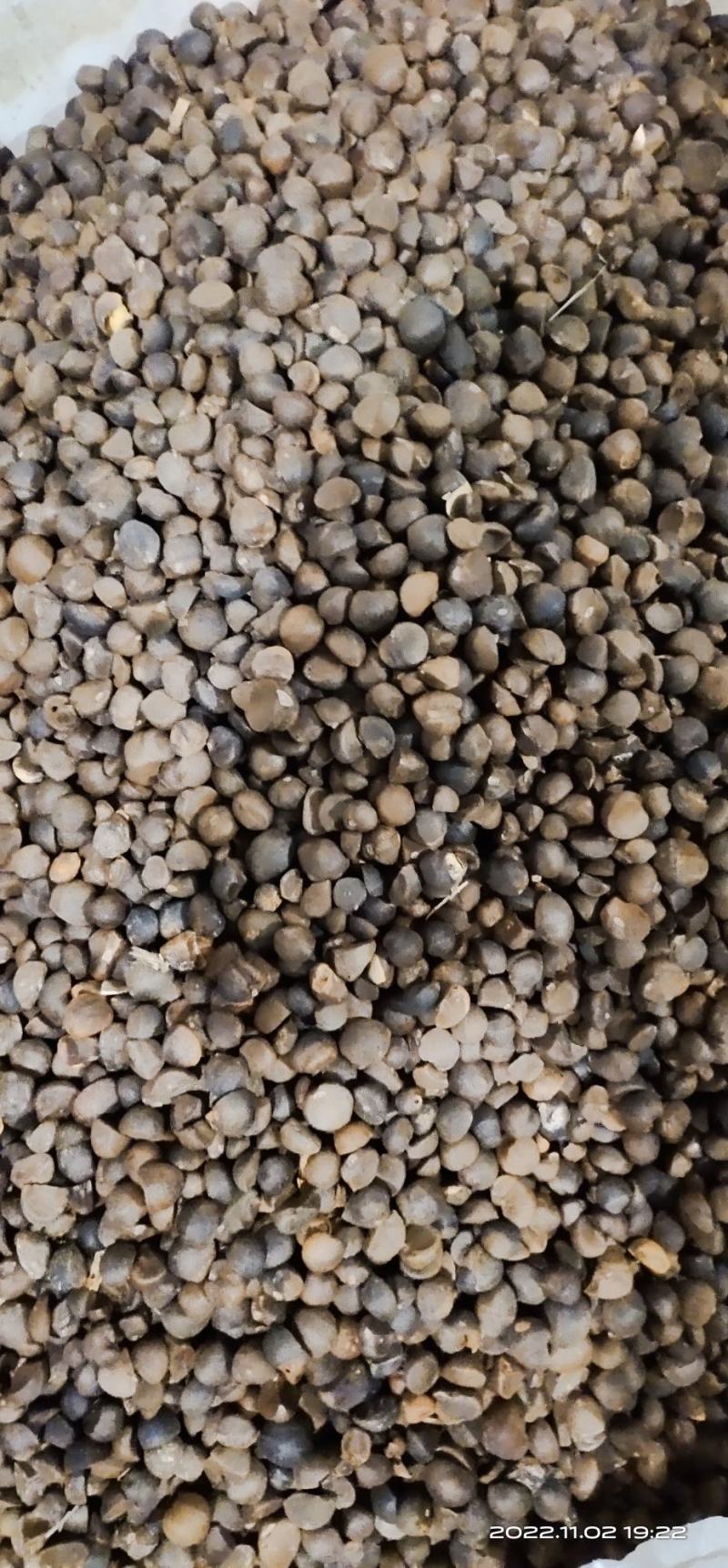 茶果