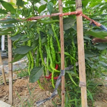 江西赣南宁都鲜辣椒，线椒，螺丝椒，大螺丝，小螺丝欢迎订购