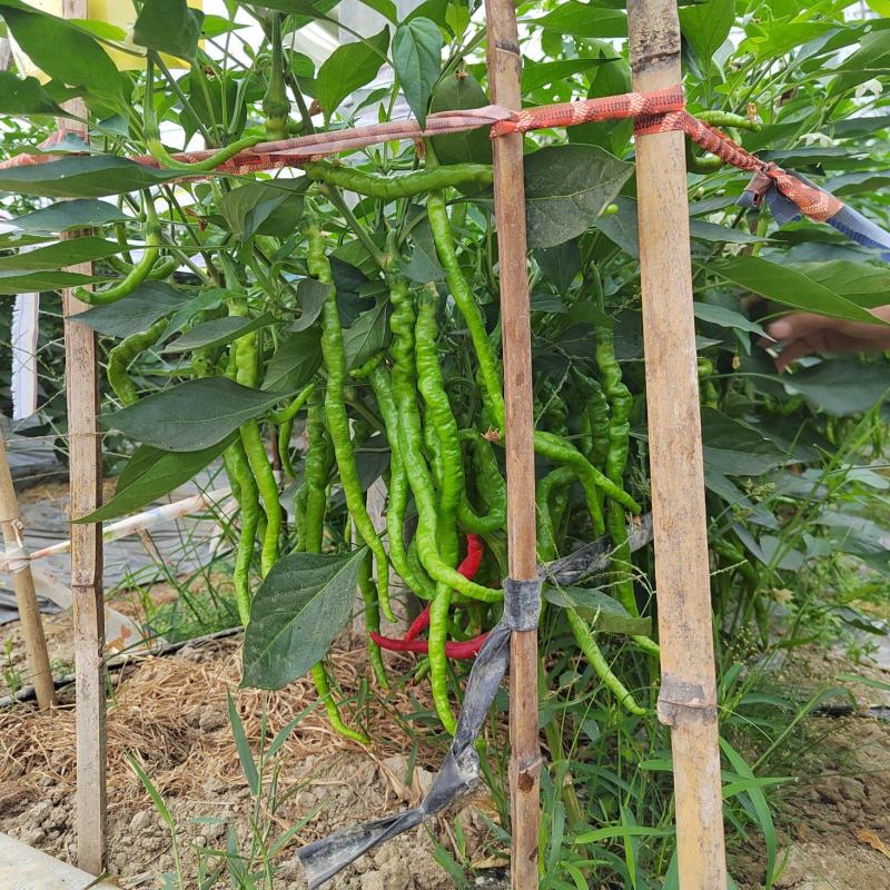 江西赣南宁都鲜辣椒，线椒，螺丝椒，大螺丝，小螺丝欢迎订购