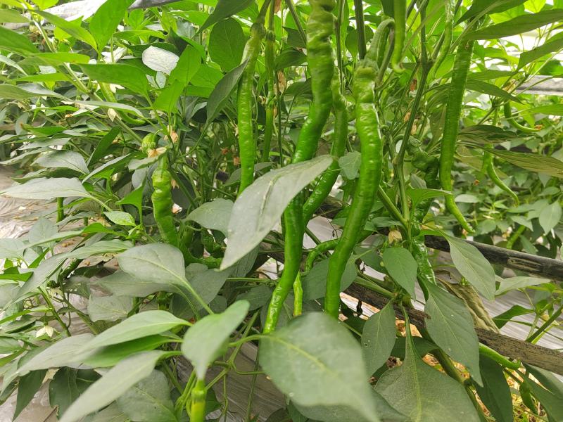 江西赣南宁都鲜辣椒，线椒，螺丝椒，大螺丝，小螺丝欢迎订购