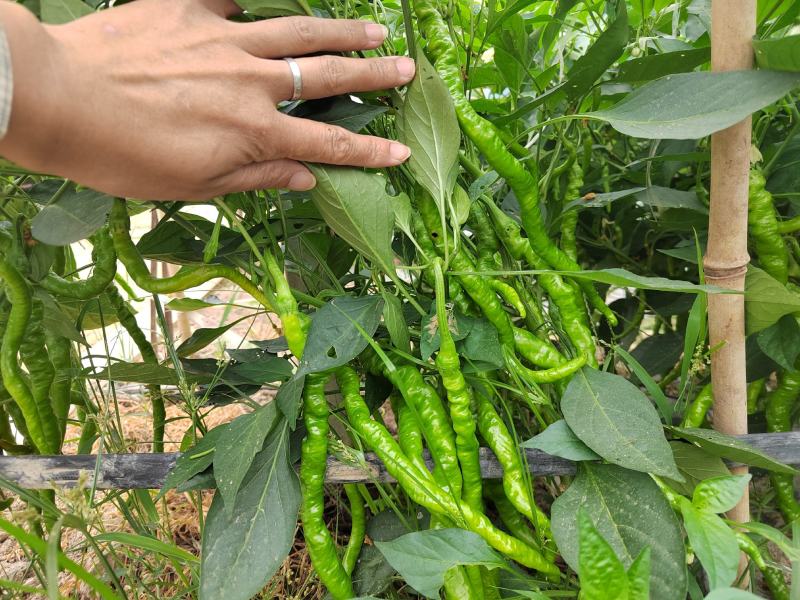 江西赣南宁都鲜辣椒，线椒，螺丝椒，大螺丝，小螺丝欢迎订购