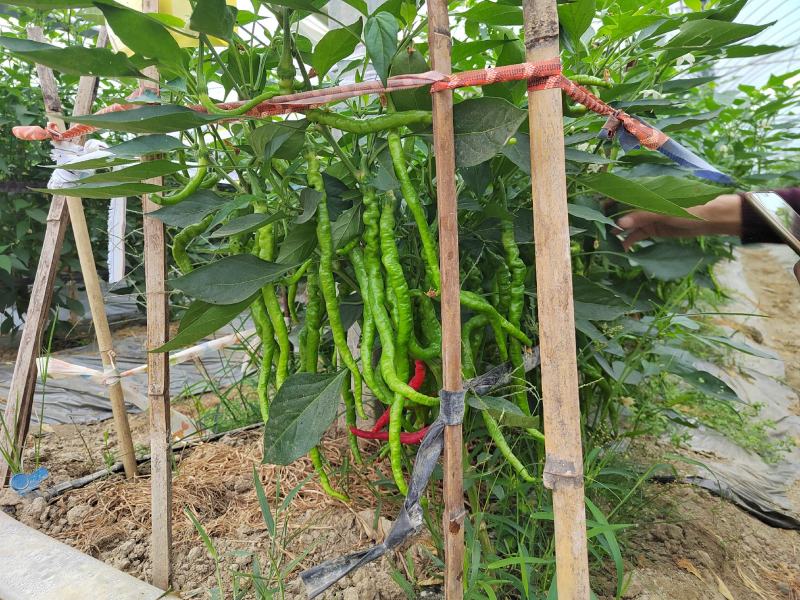 江西赣南宁都鲜辣椒，线椒，螺丝椒，大螺丝，小螺丝欢迎订购