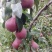 红梨苗红啤梨苗巴梨苗秋月梨树苗莱阳梨苗盆栽地栽南北方