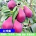 红梨苗红啤梨苗巴梨苗秋月梨树苗莱阳梨苗盆栽地栽南北方
