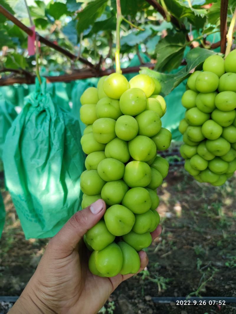精品山东青岛莱西阳光玫瑰葡萄