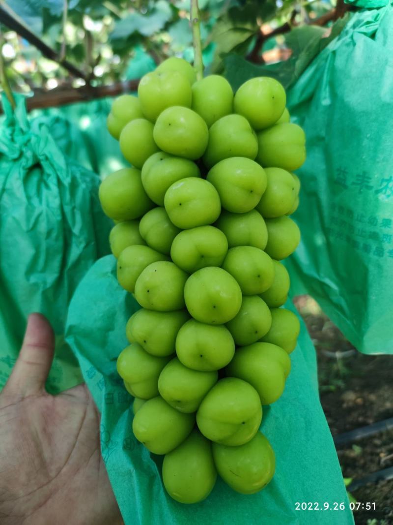 精品山东青岛莱西阳光玫瑰葡萄