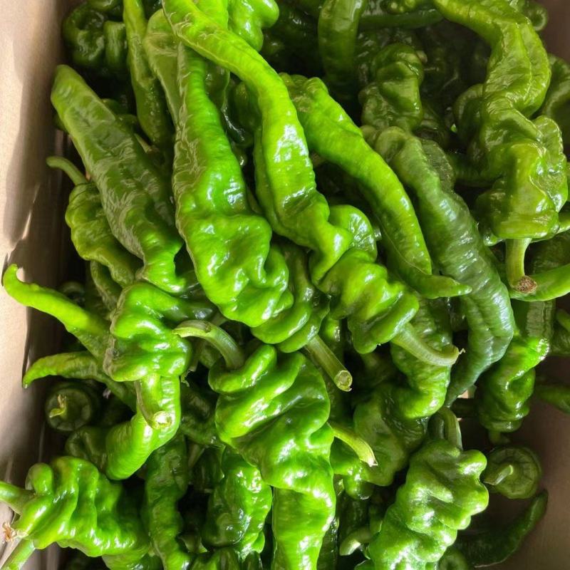 【推荐】大量螺丝椒上市精品货价格合适货源稳定产地直发