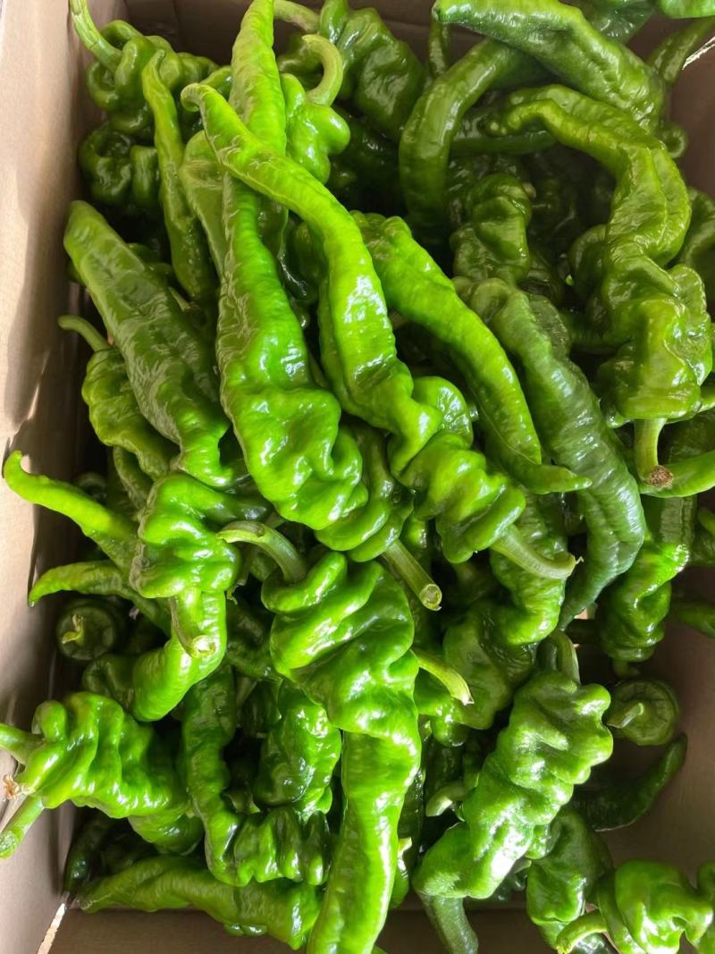 【推荐】大量螺丝椒上市精品货价格合适货源稳定产地直发