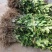 新品种金丝柚子苗冰糖柚蜜柚树苗嫁接柚子树苗甜蜜柚树苗