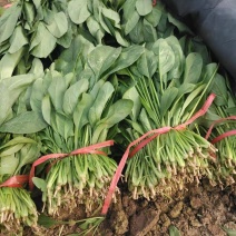 大量菠菜河北大量上市大棚菠菜电商平台