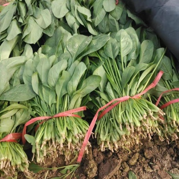 大量菠菜河北大量上市大棚菠菜电商平台