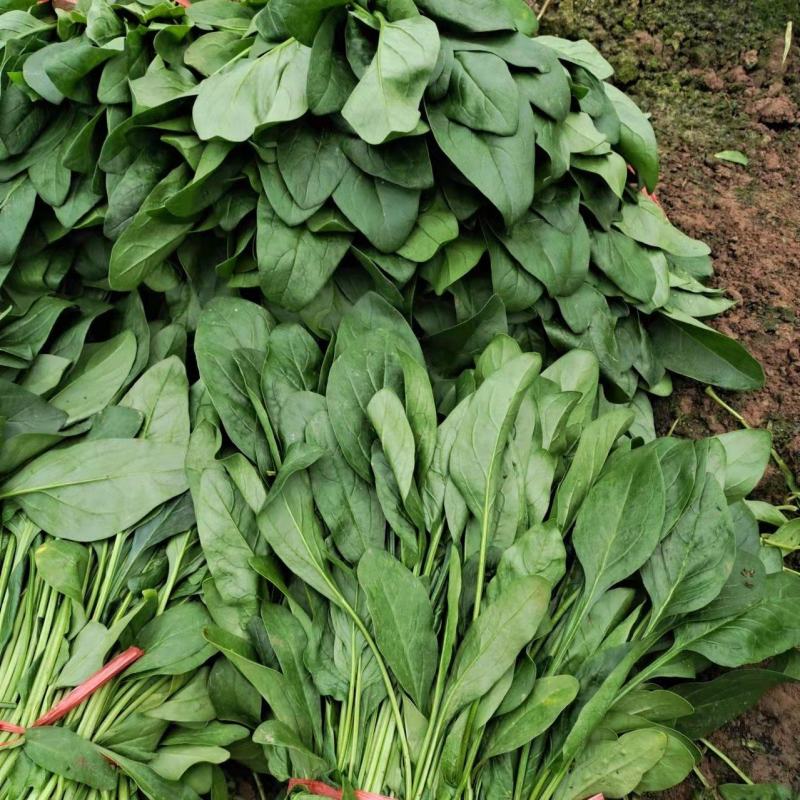 大量菠菜河北大量上市大棚菠菜电商平台
