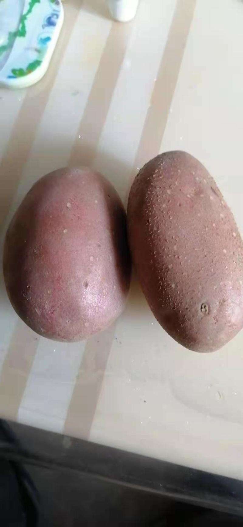 土豆种子公司销售部，北京种子公司，品种多品质好，需要的亲