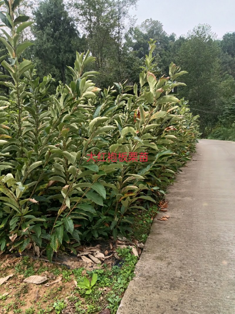 板栗苗嫁接苗圃直发自家基地量大优惠易种植死苗补发欢迎咨询