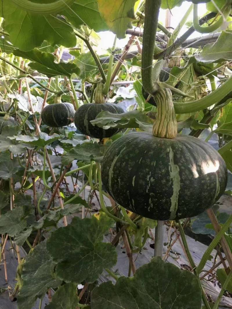 新西兰板栗南瓜种子进口引进大贝贝板栗粉糯香甜南瓜种子
